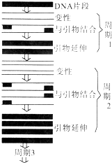 工艺类制品与pcr扩增仪操作步骤包括