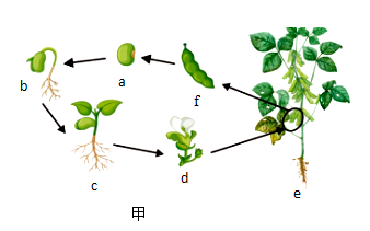 动物胶和植物胶，特性、用途与比较