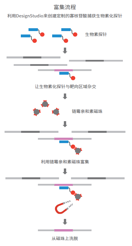 pcr扩增仪操作步骤