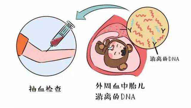 抽母亲的血可以确定胎儿亲子鉴定